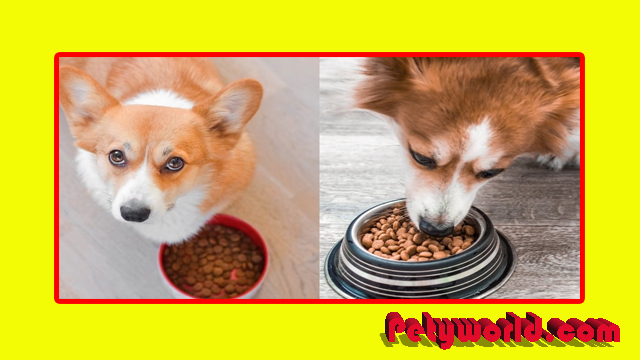 Blue Buffalo dog food vs. Purina Pro Plan