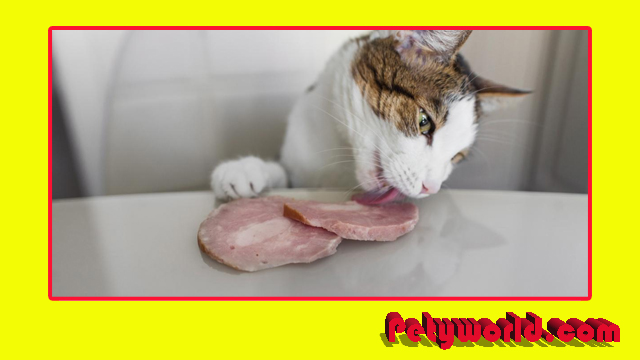 Can Cats Eat Ham