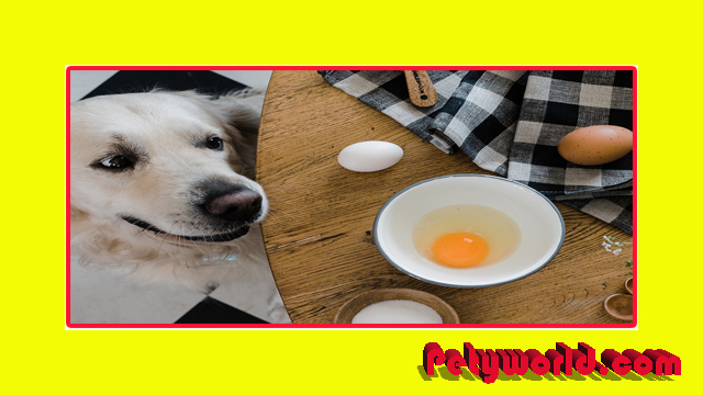 can dogs eat eggs