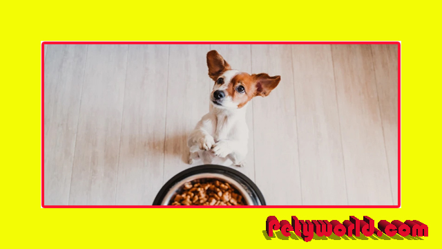 top 5 dog food brands