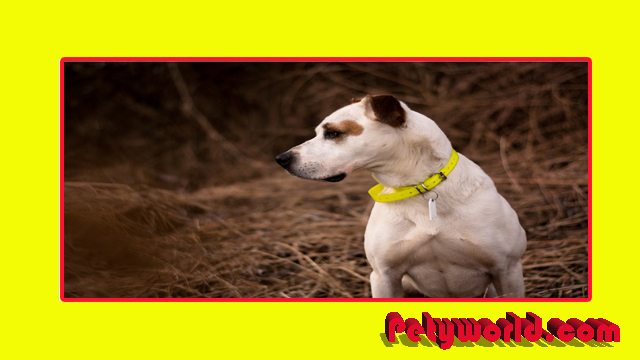 Best Shock Collars For Large Dogs