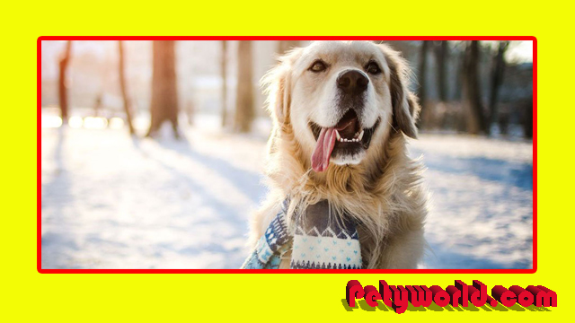 Can You Use Snow Fence For Dogs?