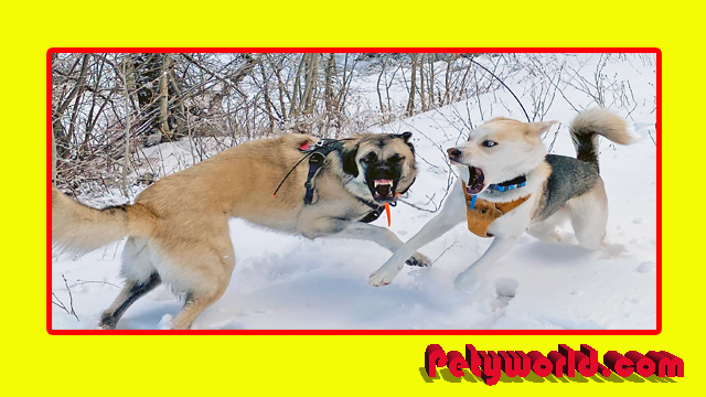 Does Invisible Dog Fence Work In Snow?