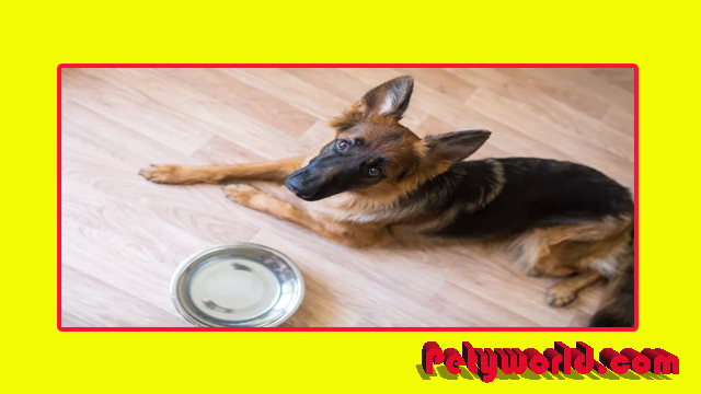 How long can a German Shepherd go without eating