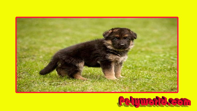 german shepherd puppies