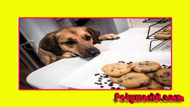 My dog ​​ate a chocolate chip cookie