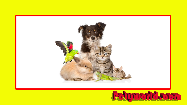 Rules For Importing Animals to Different Countries