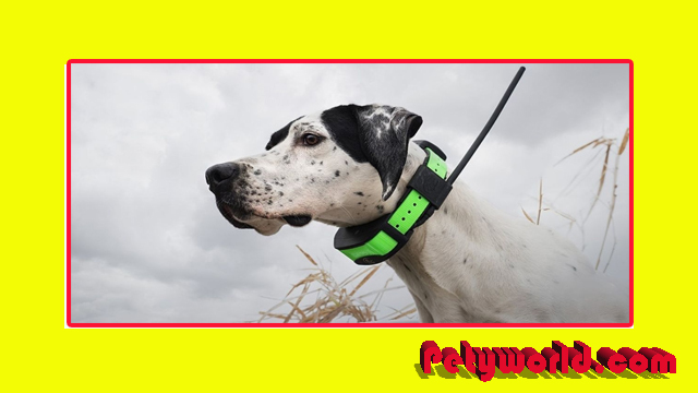 Best Shock Collar for Aggressive Dog