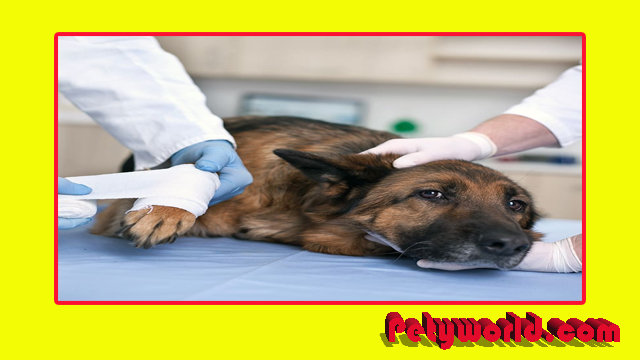 what to do if my dog ​​is limping