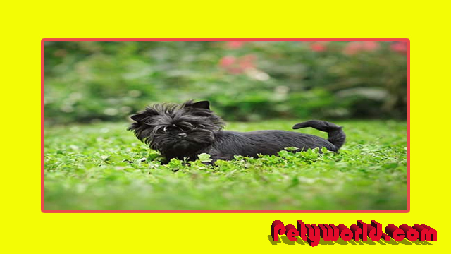 affenpinscher temperament