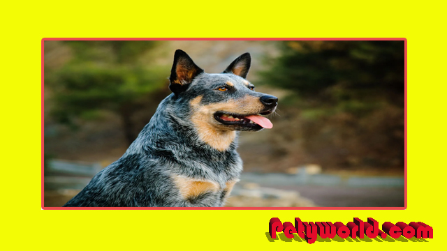 australian cattle dog price