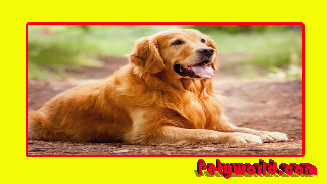 Breed Golden Retriever Dog
