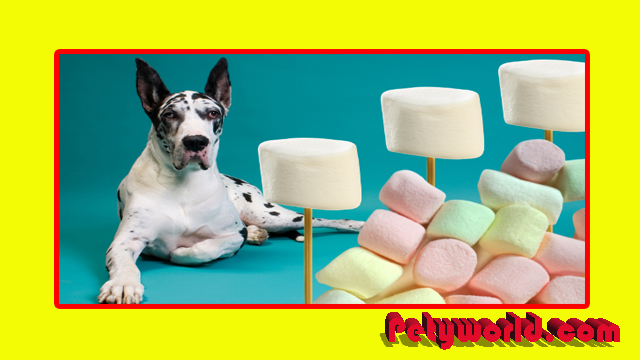 Can I give my dog one marshmallow
