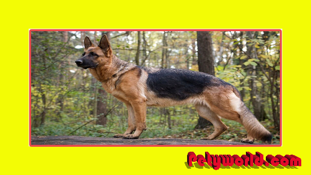 German Shepherds History, Breed, Health - Best Information 2024 - PetyWorld