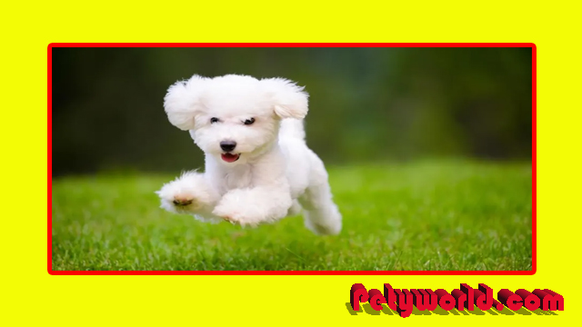 Teacup dogs breed
