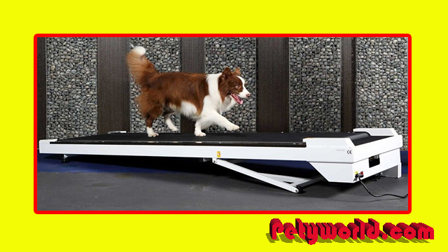 The 10 Best Dog Treadmill Guides and Reviews