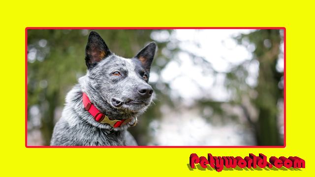 best shock collar for blue heeler