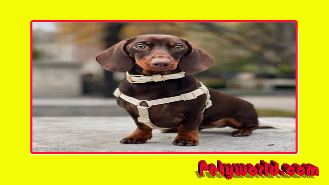 best bark collar for dachshund