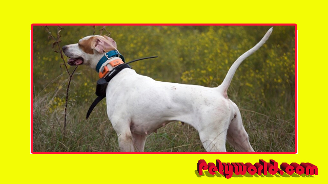 Best Shock Collar for Hunting Dogs