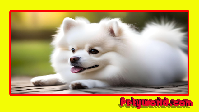 White Pomeranian puppy price in India