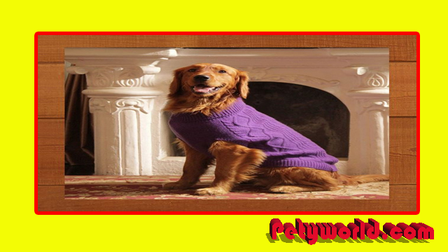 Best Dog Hoodies 2023