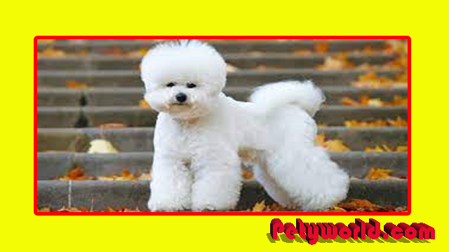 Bichon Frise Dog Aged Breed Food and Price