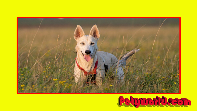 German Shepherd Husky Mix Puppy