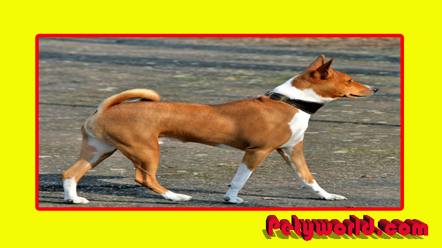 The Best Basenji Yodels