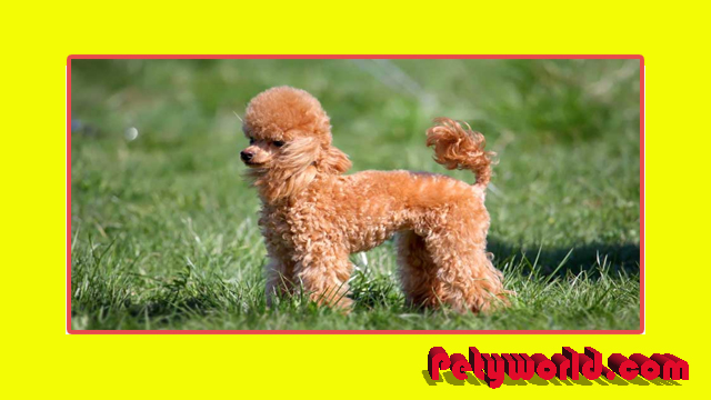 Toy Poodle full grown Dog Appearance